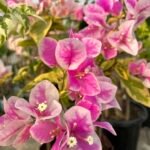 00786fa5-30e4-4a0e-b4bf-cdbef290a377