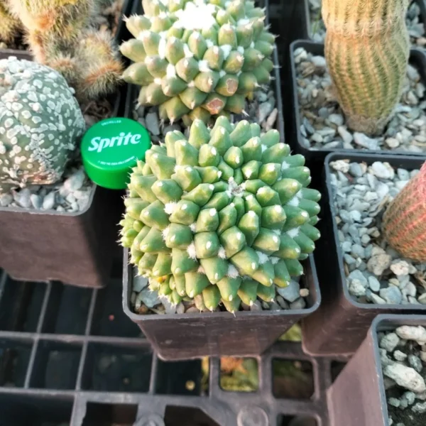 MAMMILLARIA POLYTHELE