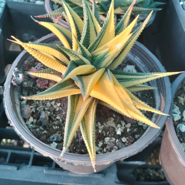 HAWORTHIOPSIS LIMIFOLIA