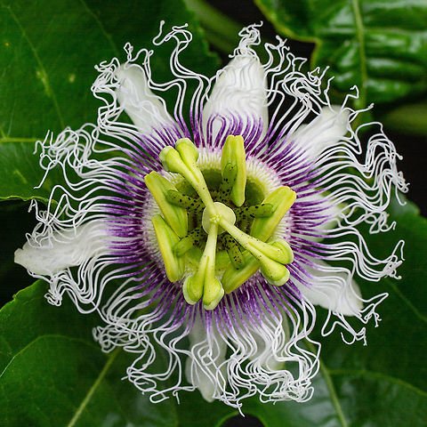 PESSIFLORA – PASSION FLOWER