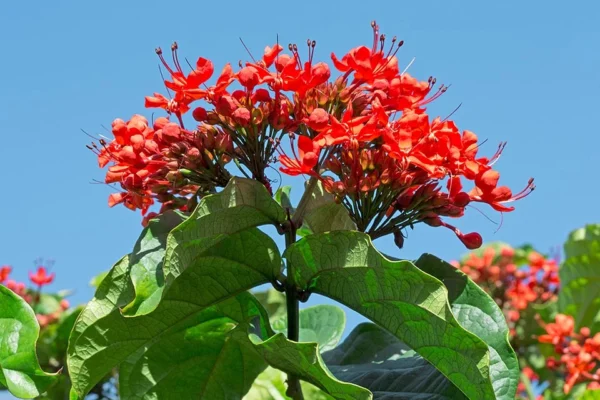 CLERODENDRUM – CLIMBER