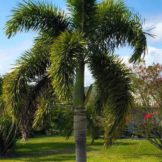 Foxtail Palm