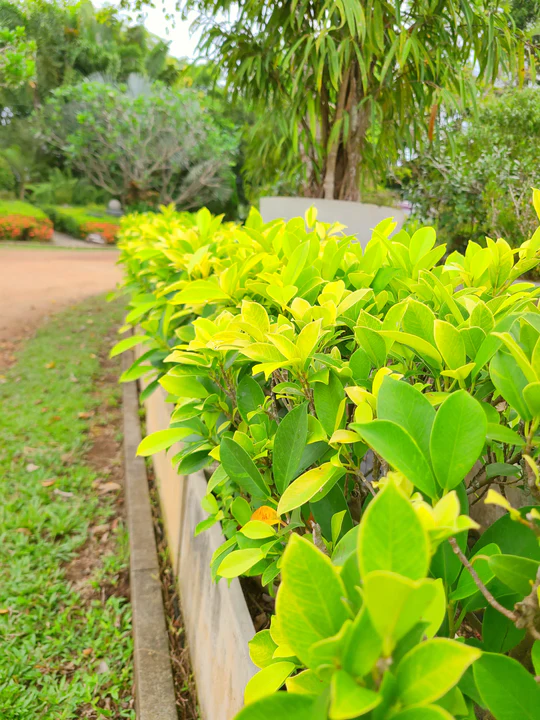 FICUS BENJAMINA