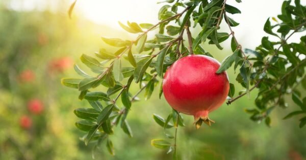 POMEGRANATE TREE