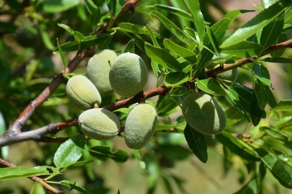ALMOND – FRUIT TREE