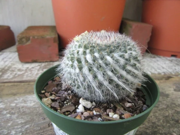 MAMMILLARIA HAHNIANA MYSTAX