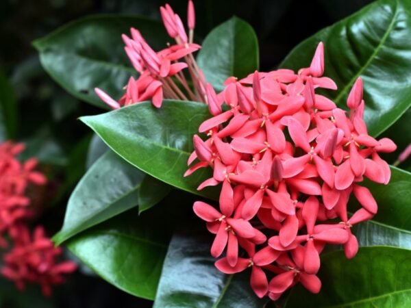 IXORA – FLOWER PLANTS