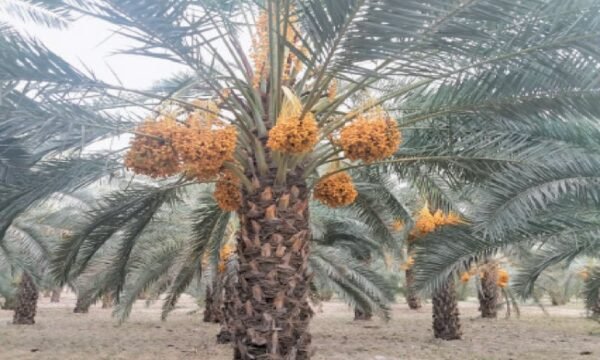 SINDH DATE TREES – ALL SIZES