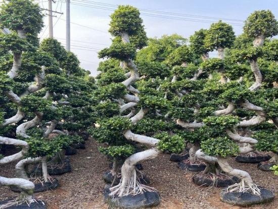 FICUS MULTI HEAD TOPERY
