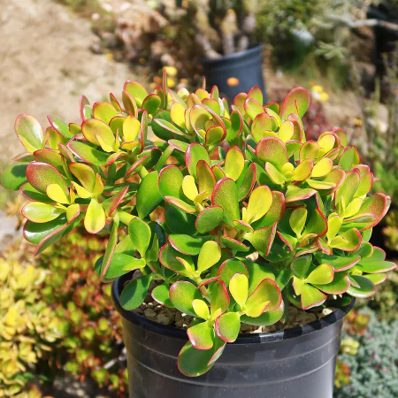 JADE PLANT