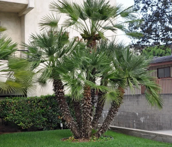 CHAMAEROPS HUMILIS PALM