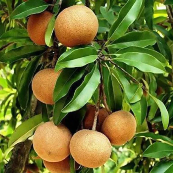 SAPODILLA – CHEEKU