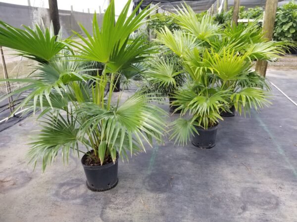 CHINIES FAN PALM