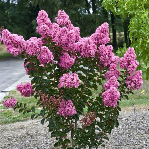 LAGERSTOEMIA