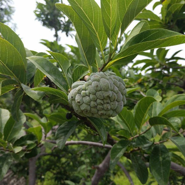 CUSTARD APPLE PLANT – SHAREEFA