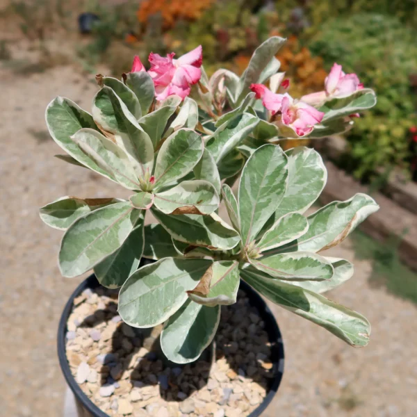 ADENIUM
