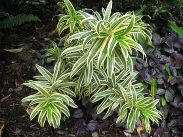 DRACENA REFLEXA
