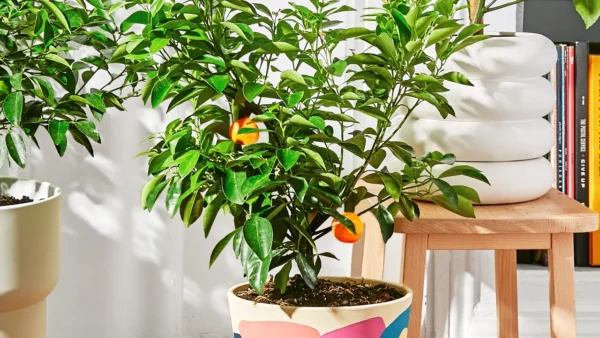 CITRUS PLANTS