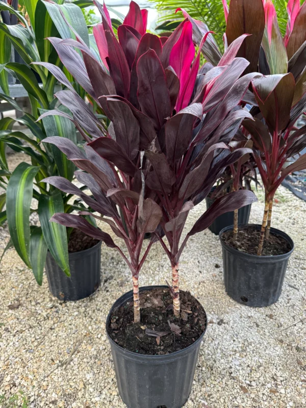 CORDYLINE FRUTICOSA