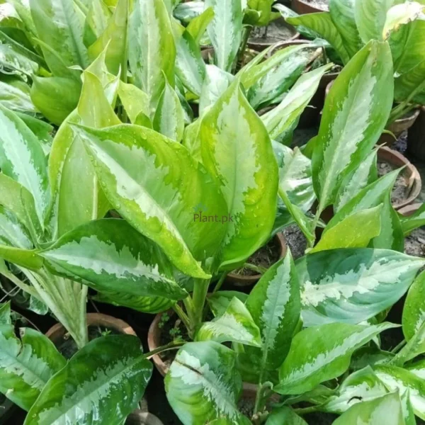 AGLAONEMA