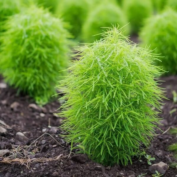 KOCHIA