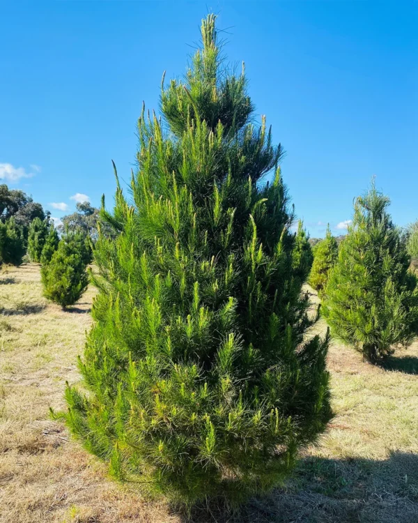 PINE TREE – CHRISTMAS TREE