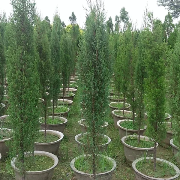 SARU – CYPRUS – THOJA TREE