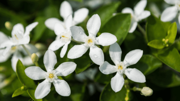 JASMINE