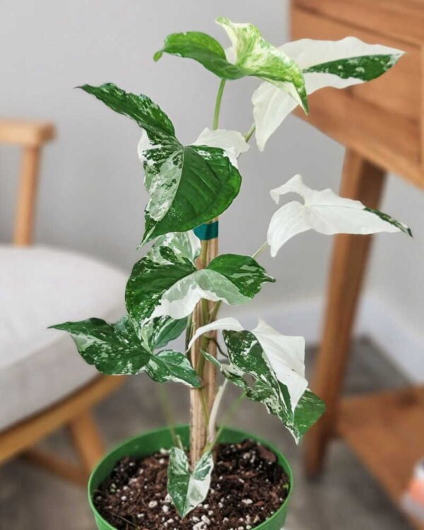 Syngonium variegated