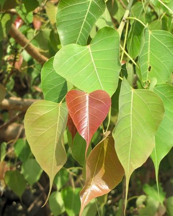 PEEPAL TREE