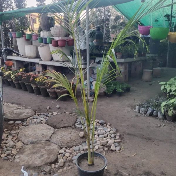 ARICA PALM