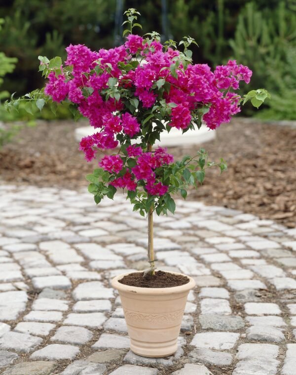 BOUGAINVILLEA