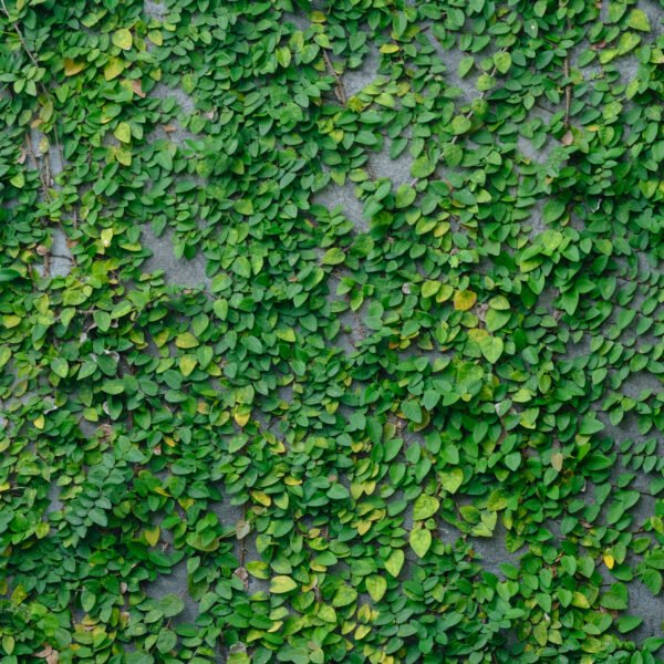 CREEPING FIG – CREEPER