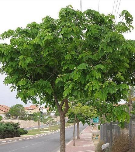 Albizia lebbeck Or Shareen