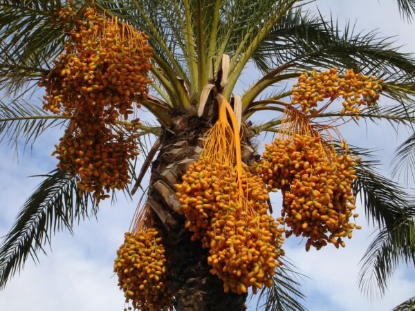 SINDH DATE TREES