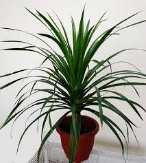 DRACENA DRACO