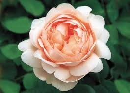 English Rose