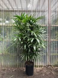 LADY RHAPIS PALM