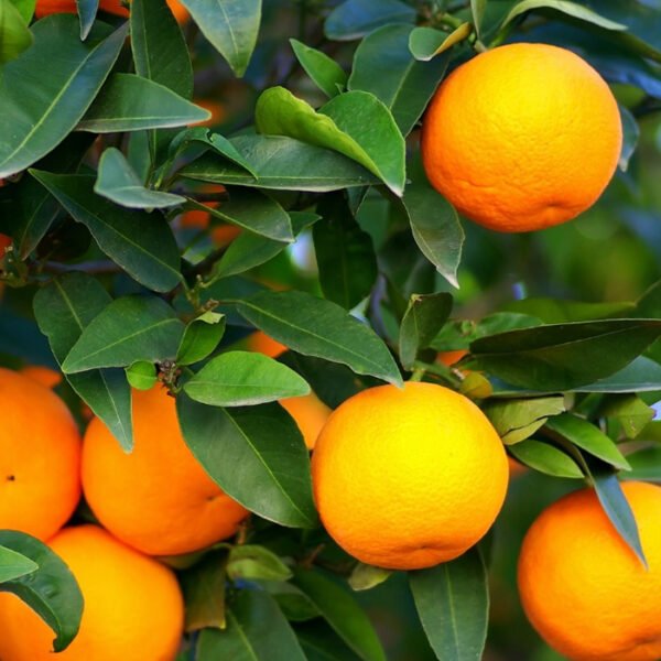 ORANGE TREE(مالٹا)