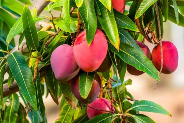 MANGO PLANTS ALL VARIETIE