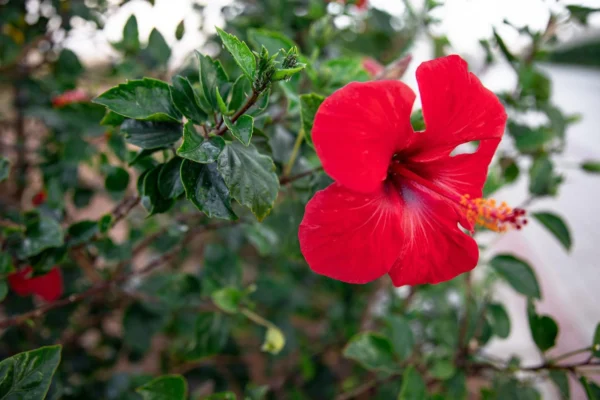 HIBISCUS – MEDICINAL PLANTS