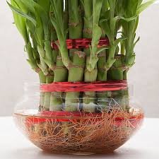 LUCKY BAMBOO THREE LAYER