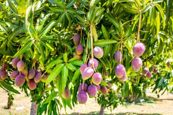 MANGO TREES(آم)