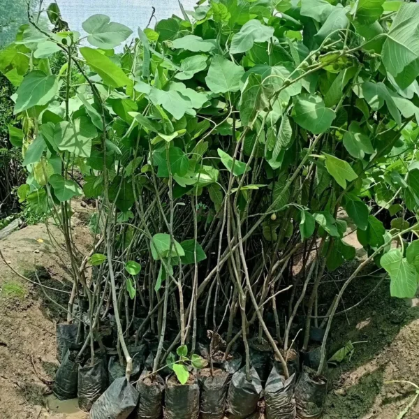 KACHNAR (کچنار)