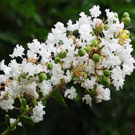 WHITE LAGERSTROEMIA INDICA