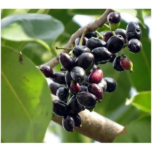 JAVA PLUM – JAMUN