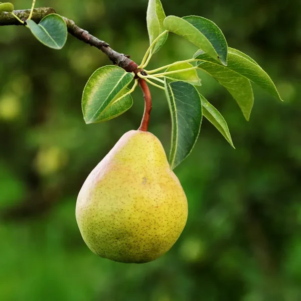 PEAR TREE