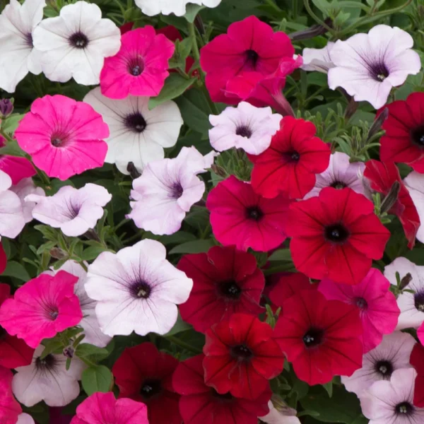 POTUNIA FLOWER