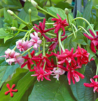 RANGOON CREEPER – CLIMBER