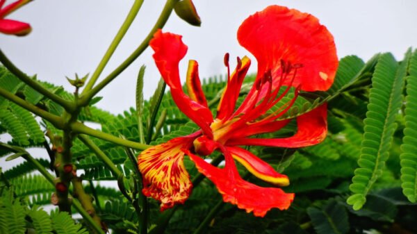 ROYAL POINCIANA – GULMOHAR
